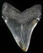 Large Megalodon Tooth - South Carolina #29244-2